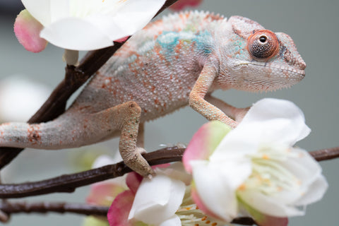 Holdbacks/Individuals: Ambilobe offspring from "Fiadanana" (AKA Tranquility) x "Mamahana" (AKA Weave) - Hatched Sept 2025 - Male #1