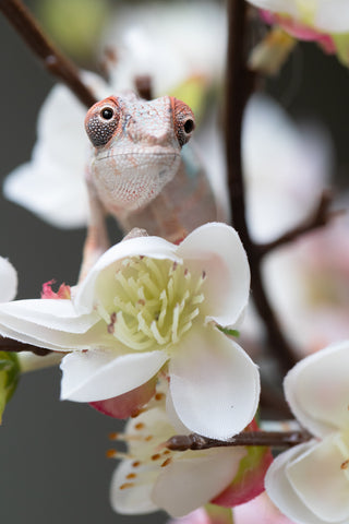 Holdbacks/Individuals: Ambilobe offspring from "Fiadanana" (AKA Tranquility) x "Mamahana" (AKA Weave) - Hatched Sept 2025 - Male #1