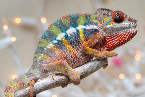 Holdbacks/Individuals: Ambilobe offspring from "Fiadanana" (AKA Tranquility) x "Mamahana" (AKA Weave) - Hatched Oct - Nov 2025 - Male #1