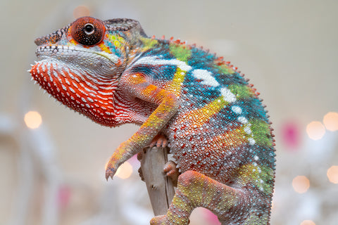 Holdbacks/Individuals: Ambilobe offspring from "Fiadanana" (AKA Tranquility) x "Mamahana" (AKA Weave) - Hatched Oct - Nov 2025 - Male #1