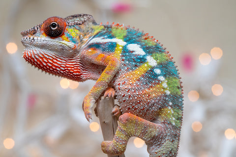 Holdbacks/Individuals: Ambilobe offspring from "Fiadanana" (AKA Tranquility) x "Mamahana" (AKA Weave) - Hatched Oct - Nov 2025 - Male #1