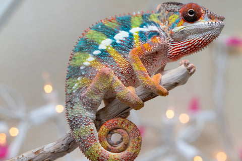 Holdbacks/Individuals: Ambilobe offspring from "Fiadanana" (AKA Tranquility) x "Mamahana" (AKA Weave) - Hatched Oct - Nov 2025 - Male #1