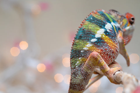 Holdbacks/Individuals: Ambilobe offspring from "Fiadanana" (AKA Tranquility) x "Mamahana" (AKA Weave) - Hatched Oct - Nov 2025 - Male #1