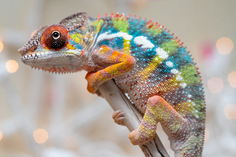 Holdbacks/Individuals: Ambilobe offspring from "Fiadanana" (AKA Tranquility) x "Mamahana" (AKA Weave) - Hatched Oct - Nov 2025 - Male #1