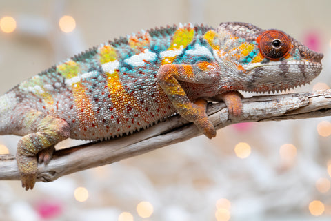 Holdbacks/Individuals: Ambilobe offspring from "Fiadanana" (AKA Tranquility) x "Mamahana" (AKA Weave) - Hatched Oct - Nov 2025 - Male #2