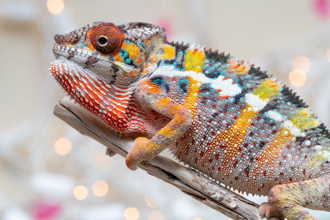 Holdbacks/Individuals: Ambilobe offspring from "Fiadanana" (AKA Tranquility) x "Mamahana" (AKA Weave) - Hatched Oct - Nov 2025 - Male #2