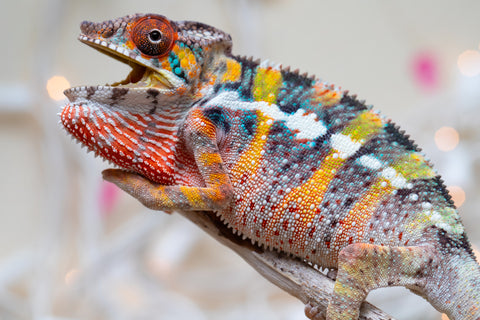 Holdbacks/Individuals: Ambilobe offspring from "Fiadanana" (AKA Tranquility) x "Mamahana" (AKA Weave) - Hatched Oct - Nov 2025 - Male #2