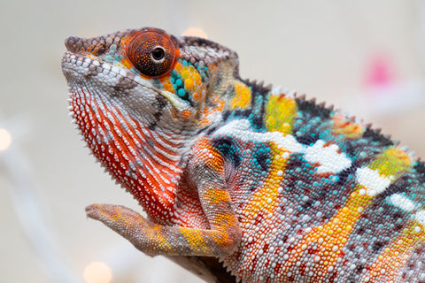 Holdbacks/Individuals: Ambilobe offspring from "Fiadanana" (AKA Tranquility) x "Mamahana" (AKA Weave) - Hatched Oct - Nov 2025 - Male #2