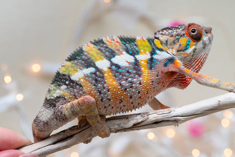 Holdbacks/Individuals: Ambilobe offspring from "Fiadanana" (AKA Tranquility) x "Mamahana" (AKA Weave) - Hatched Oct - Nov 2025 - Male #2