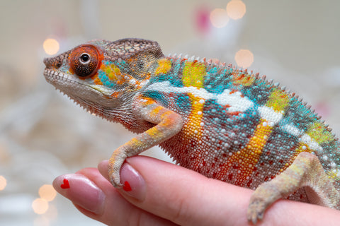 Holdbacks/Individuals: Ambilobe offspring from "Fiadanana" (AKA Tranquility) x "Mamahana" (AKA Weave) - Hatched Oct - Nov 2025 - Male #2