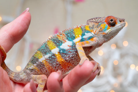 Holdbacks/Individuals: Ambilobe offspring from "Fiadanana" (AKA Tranquility) x "Mamahana" (AKA Weave) - Hatched Oct - Nov 2025 - Male #2