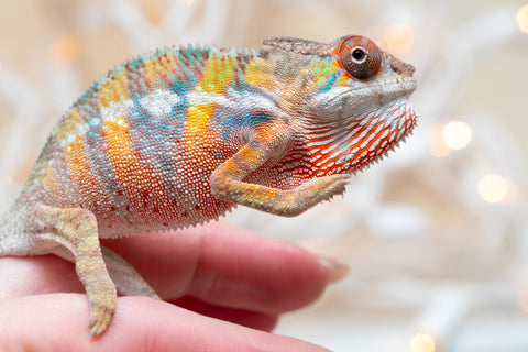 Holdbacks/Individuals: Ambilobe offspring from "Fiadanana" (AKA Tranquility) x "Mamahana" (AKA Weave) - Hatched Oct - Nov 2025 - Male #3