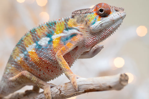 Holdbacks/Individuals: Ambilobe offspring from "Fiadanana" (AKA Tranquility) x "Mamahana" (AKA Weave) - Hatched Oct - Nov 2025 - Male #3