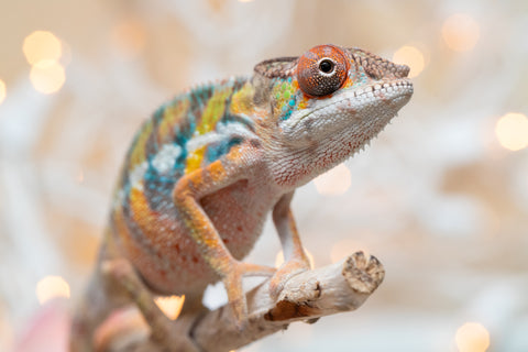 Holdbacks/Individuals: Ambilobe offspring from "Fiadanana" (AKA Tranquility) x "Mamahana" (AKA Weave) - Hatched Oct - Nov 2025 - Male #3