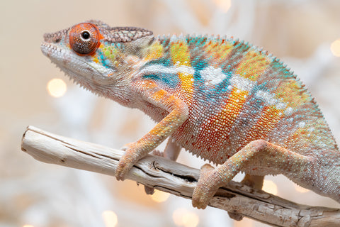 Holdbacks/Individuals: Ambilobe offspring from "Fiadanana" (AKA Tranquility) x "Mamahana" (AKA Weave) - Hatched Oct - Nov 2025 - Male #3