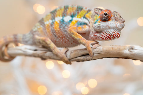 Holdbacks/Individuals: Ambilobe offspring from "Fiadanana" (AKA Tranquility) x "Mamahana" (AKA Weave) - Hatched Oct - Nov 2025 - Male #3