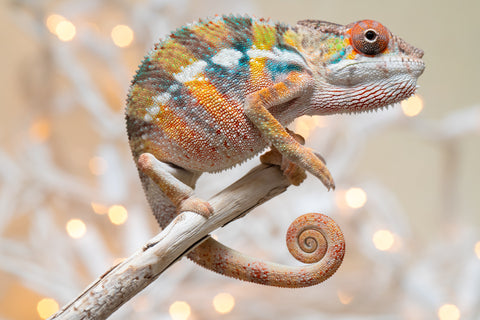 Holdbacks/Individuals: Ambilobe offspring from "Fiadanana" (AKA Tranquility) x "Mamahana" (AKA Weave) - Hatched Oct - Nov 2025 - Male #3