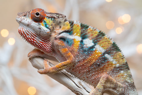 Holdbacks/Individuals: Ambilobe offspring from "Fiadanana" (AKA Tranquility) x "Mamahana" (AKA Weave) - Hatched Oct - Nov 2025 - Male #3