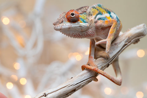 Holdbacks/Individuals: Ambilobe offspring from "Fiadanana" (AKA Tranquility) x "Mamahana" (AKA Weave) - Hatched Oct - Nov 2025 - Male #3