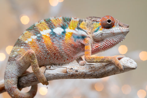 Holdbacks/Individuals: Ambilobe offspring from "Fiadanana" (AKA Tranquility) x "Mamahana" (AKA Weave) - Hatched Oct - Nov 2025 - Male #3