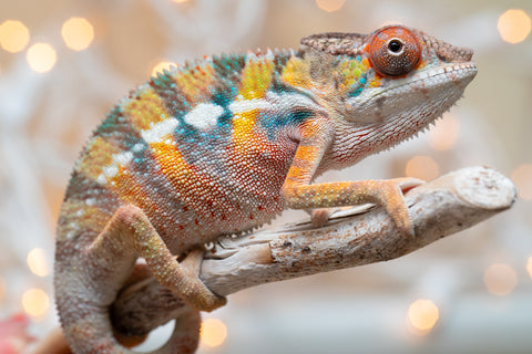 Holdbacks/Individuals: Ambilobe offspring from "Fiadanana" (AKA Tranquility) x "Mamahana" (AKA Weave) - Hatched Oct - Nov 2025 - Male #3