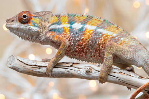 Holdbacks/Individuals: Ambilobe offspring from "Fiadanana" (AKA Tranquility) x "Mamahana" (AKA Weave) - Hatched Oct - Nov 2025 - Male #3