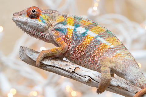 Holdbacks/Individuals: Ambilobe offspring from "Fiadanana" (AKA Tranquility) x "Mamahana" (AKA Weave) - Hatched Oct - Nov 2025 - Male #3