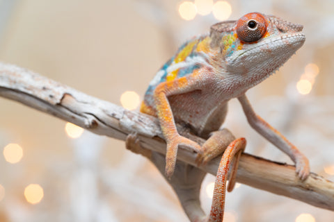 Holdbacks/Individuals: Ambilobe offspring from "Fiadanana" (AKA Tranquility) x "Mamahana" (AKA Weave) - Hatched Oct - Nov 2025 - Male #3