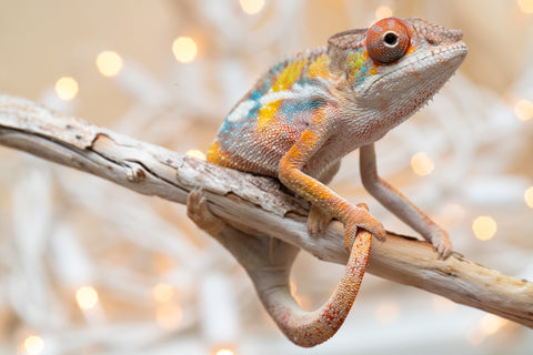 Holdbacks/Individuals: Ambilobe offspring from "Fiadanana" (AKA Tranquility) x "Mamahana" (AKA Weave) - Hatched Oct - Nov 2025 - Male #3