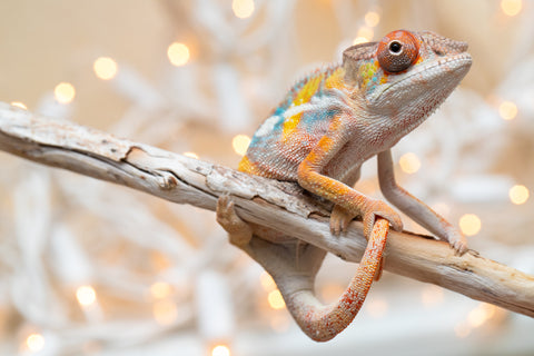 Holdbacks/Individuals: Ambilobe offspring from "Fiadanana" (AKA Tranquility) x "Mamahana" (AKA Weave) - Hatched Oct - Nov 2025 - Male #3