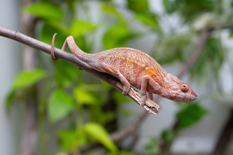 Holdbacks/Individuals: Ambilobe Offspring From "Fify-haboka" (AKA Red Silk) x "Arintany" (AKA Ember) - Hatched March 2026 - Female #1