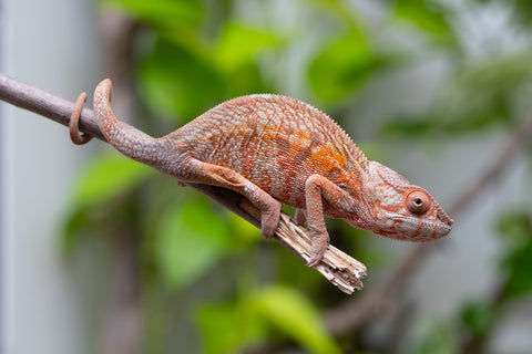 Holdbacks/Individuals: Ambilobe Offspring From "Fify-haboka" (AKA Red Silk) x "Arintany" (AKA Ember) - Hatched March 2026 - Female #1