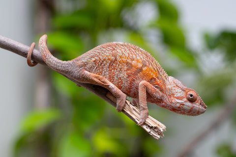Holdbacks/Individuals: Ambilobe Offspring From "Fify-haboka" (AKA Red Silk) x "Arintany" (AKA Ember) - Hatched March 2026 - Female #1
