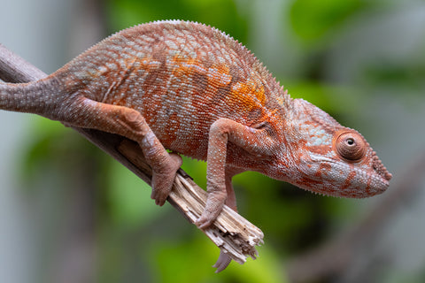 Holdbacks/Individuals: Ambilobe Offspring From "Fify-haboka" (AKA Red Silk) x "Arintany" (AKA Ember) - Hatched March 2026 - Female #1