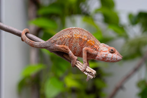 Holdbacks/Individuals: Ambilobe Offspring From "Fify-haboka" (AKA Red Silk) x "Arintany" (AKA Ember) - Hatched March 2026 - Female #1