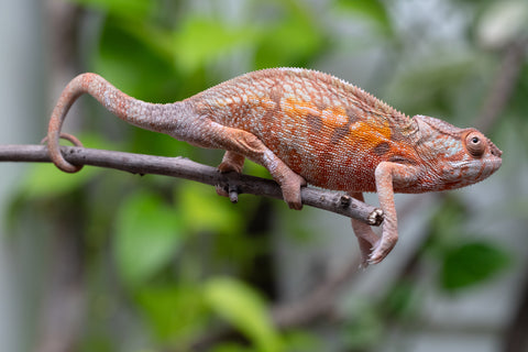 Holdbacks/Individuals: Ambilobe Offspring From "Fify-haboka" (AKA Red Silk) x "Arintany" (AKA Ember) - Hatched March 2026 - Female #1