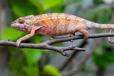 Holdbacks/Individuals: Ambilobe Offspring From "Fify-haboka" (AKA Red Silk) x "Arintany" (AKA Ember) - Hatched March 2026 - Female #1