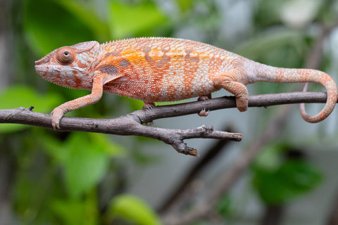 Holdbacks/Individuals: Ambilobe Offspring From "Fify-haboka" (AKA Red Silk) x "Arintany" (AKA Ember) - Hatched March 2026 - Female #1
