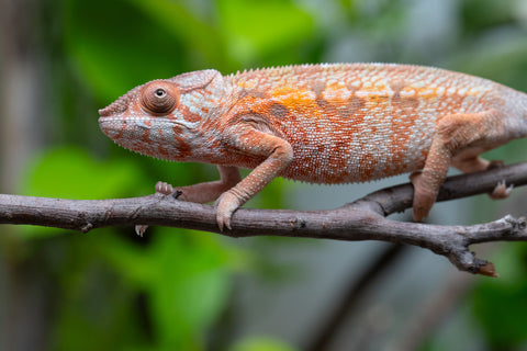 Holdbacks/Individuals: Ambilobe Offspring From "Fify-haboka" (AKA Red Silk) x "Arintany" (AKA Ember) - Hatched March 2026 - Female #1