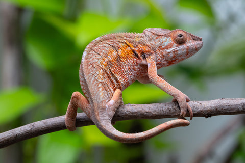Holdbacks/Individuals: Ambilobe Offspring From "Fify-haboka" (AKA Red Silk) x "Arintany" (AKA Ember) - Hatched March 2026 - Female #1