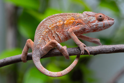 Holdbacks/Individuals: Ambilobe Offspring From "Fify-haboka" (AKA Red Silk) x "Arintany" (AKA Ember) - Hatched March 2026 - Female #1