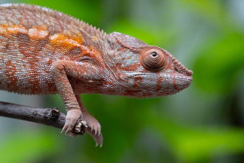 Holdbacks/Individuals: Ambilobe Offspring From "Fify-haboka" (AKA Red Silk) x "Arintany" (AKA Ember) - Hatched March 2026 - Female #1