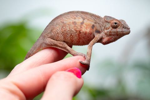 Holdbacks/Individuals: Ambilobe Offspring From "Fify-haboka" (AKA Red Silk) x "Arintany" (AKA Ember) - Hatched March 2026 - Female #1