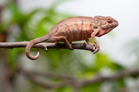 Holdbacks/Individuals: Ambilobe Offspring From "Fify-haboka" (AKA Red Silk) x "Arintany" (AKA Ember) - Hatched March 2026 - Female #1