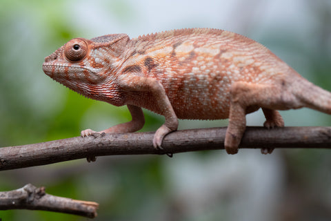 Holdbacks/Individuals: Ambilobe Offspring From "Fify-haboka" (AKA Red Silk) x "Arintany" (AKA Ember) - Hatched March 2026 - Female #1