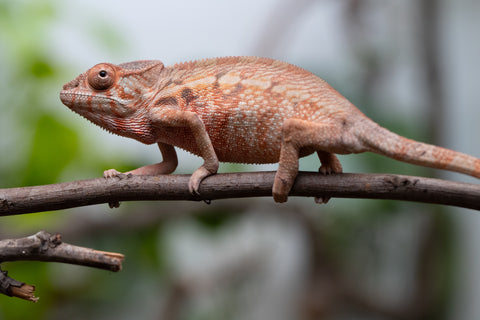 Holdbacks/Individuals: Ambilobe Offspring From "Fify-haboka" (AKA Red Silk) x "Arintany" (AKA Ember) - Hatched March 2026 - Female #1