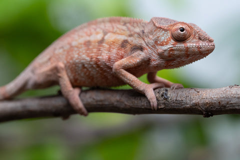 Holdbacks/Individuals: Ambilobe Offspring From "Fify-haboka" (AKA Red Silk) x "Arintany" (AKA Ember) - Hatched March 2026 - Female #1