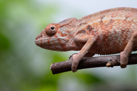 Holdbacks/Individuals: Ambilobe Offspring From "Fify-haboka" (AKA Red Silk) x "Arintany" (AKA Ember) - Hatched March 2026 - Female #1