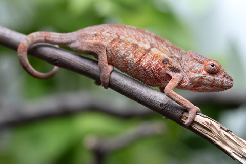 Holdbacks/Individuals: Ambilobe Offspring From "Fify-haboka" (AKA Red Silk) x "Arintany" (AKA Ember) - Hatched March 2026 - Female #1