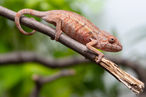 Holdbacks/Individuals: Ambilobe Offspring From "Fify-haboka" (AKA Red Silk) x "Arintany" (AKA Ember) - Hatched March 2026 - Female #1
